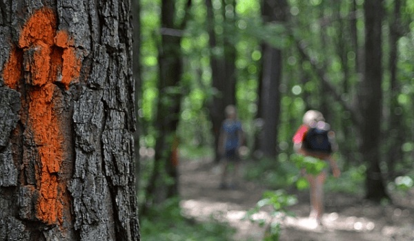 南京必游景点全攻略:夫子庙与中山陵深度玩法,错过必悔!